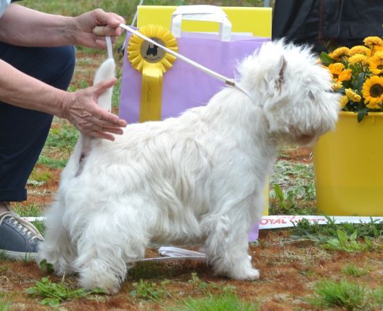 11. Oppenklass hanar. Plac.3