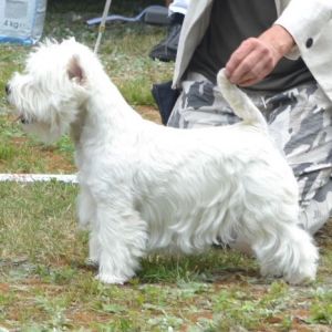 20. Unghundsklass tikar. Plac.1