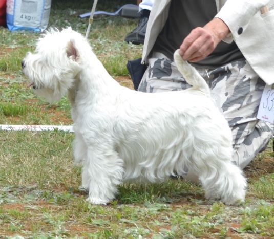 20. Unghundsklass tikar. Plac.1