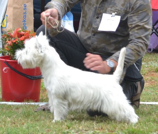 06. Junior hanar. Plac.1