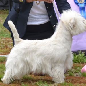 08. Unghundsklass hanar. Plac.2