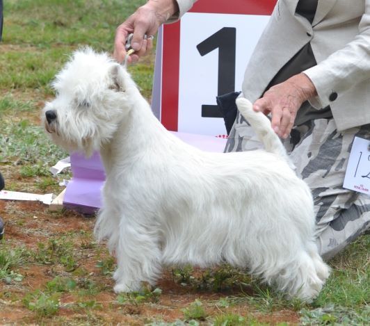 09. Oppenklass hanar. Plac.1