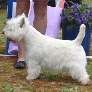 10. Oppenklass hanar.  Plac.2