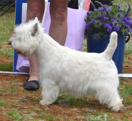 10. Oppenklass hanar.  Plac.2