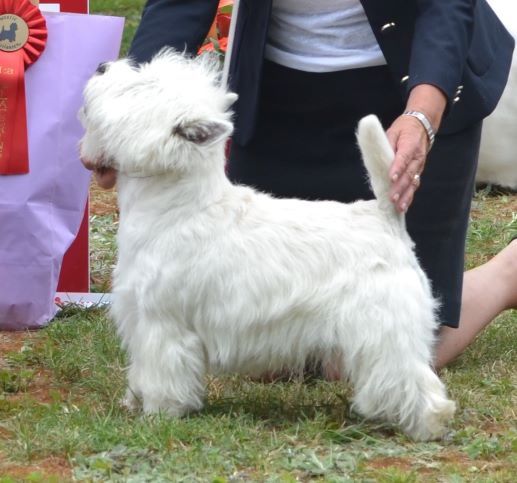 12. Championklass hanar. Plac.1