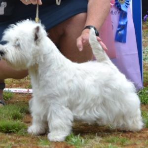 13. Championklass hanar. Plac.2