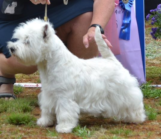 13. Championklass hanar. Plac.2