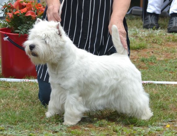 14. Veteranklass hanar. Plac.1