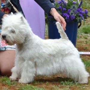 15. Veteranklass hanar. Plac.2