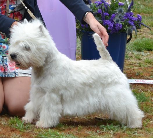 15. Veteranklass hanar. Plac.2