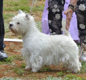 16. Juniorklass tikar. Plac.1