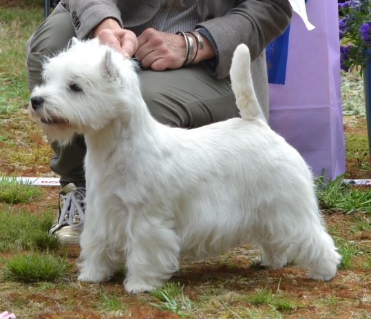 17. Juniorklass tikar. Plac.2