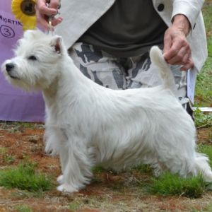 18. Juniorklass tikar. Plac.3