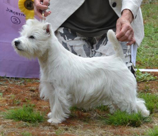 18. Juniorklass tikar. Plac.3