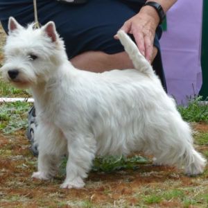 19. Juniorklass tikar. Plac.4