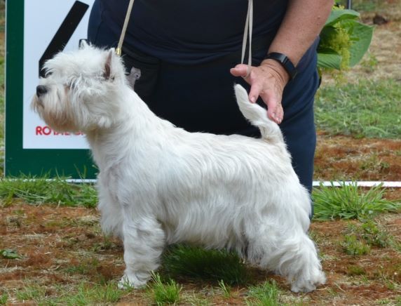 21. Unghundsklass tikar. Plac.4