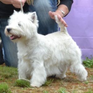 23. Oppenklass tikar. Plac.2