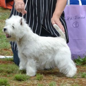 27. Championklass tikar. Plac.2