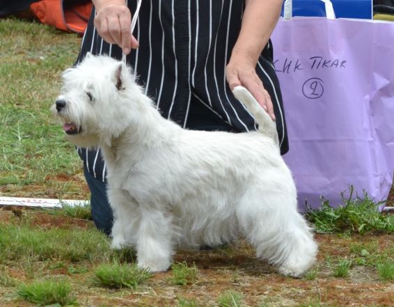 27. Championklass tikar. Plac.2