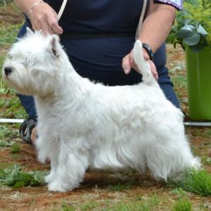 29. Championklass tikar. Plac.4