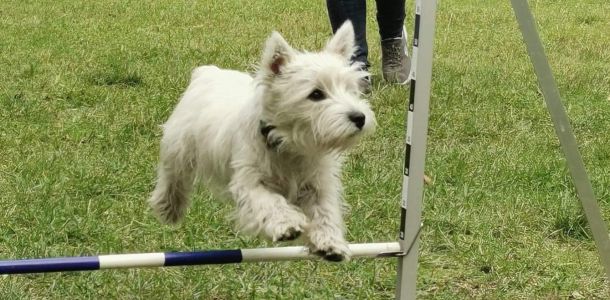 305925123 2768836124500098140 n 260