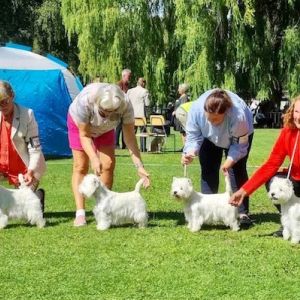 Basta uppfodargrupp  Kennel Smash Hederspris 